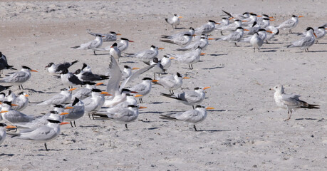 Seagull on a sandy shore