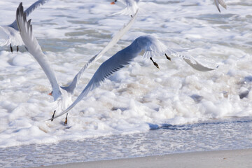Seagull flying over the ocean