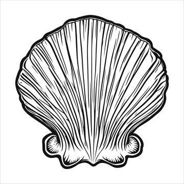 seashell vector illustration outline tattoo