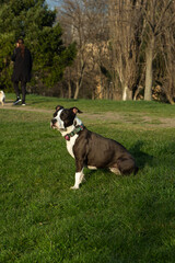 Staffordshire terrier playing in the park