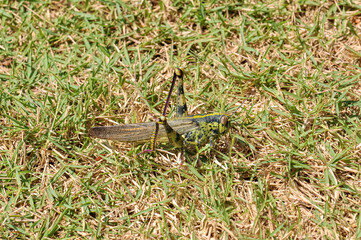 Macro photo of a large grasshopper in Thailand