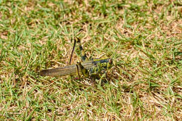 Macro photo of a large grasshopper in Thailand