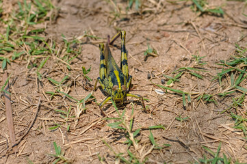 Macro photo of a large grasshopper in Thailand