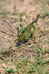Macro photo of a large grasshopper in Thailand