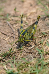 Macro photo of a large grasshopper in Thailand