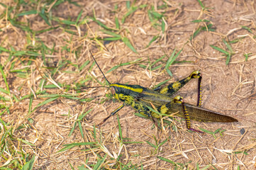 Macro photo of a large grasshopper in Thailand