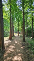 Obraz premium 봄날의 야외 공원, 전나무 및 메타세콰이어숲 길 경치