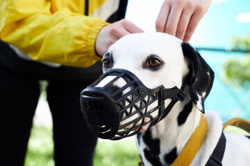 The owner puts a muzzle on the Dalmatian dog breed for a walk