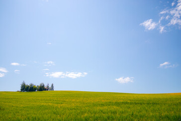 Green and yellow fields under clear blue skies, a group of trees and a small house in the background