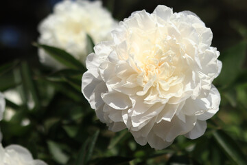 White peony flowers in the park. Large peony flowers. Close-up of white flowers. Natural floral background