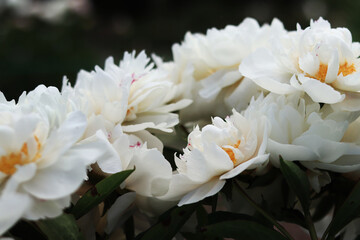 White peony flowers in the park. Large peony flowers. Close-up of white flowers. Natural floral background