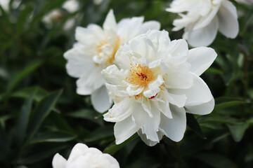 White peony flowers in the park. Large peony flowers. Flowers outdoors. Close-up of white flowers. Natural floral background. Peonies are a type of herbaceous perennial plant