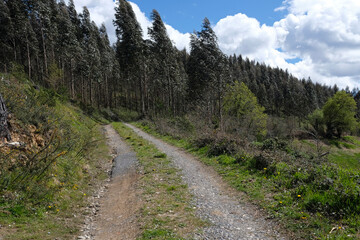 Empty footpath on the Camino del Norte in Northern Spain