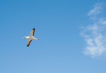 Gannet colony Cape Kidnappers NZ