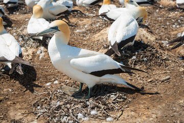 Gannet colony Cape Kidnappers NZ