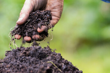 regenerative organic farmer, taking soil samples and looking at plant growth in a farm. practicing sustainable agriculture.