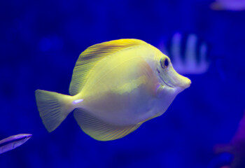 Yellow tang (Zebrasoma flavescens) fish swimming underwater in an aquarium