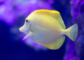 Yellow tang (Zebrasoma flavescens) fish swimming underwater in an aquarium