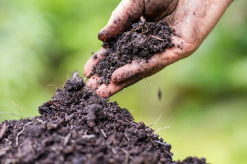 farmer holding soil on her hands on a farm looking after the health of the earth in spring in australia