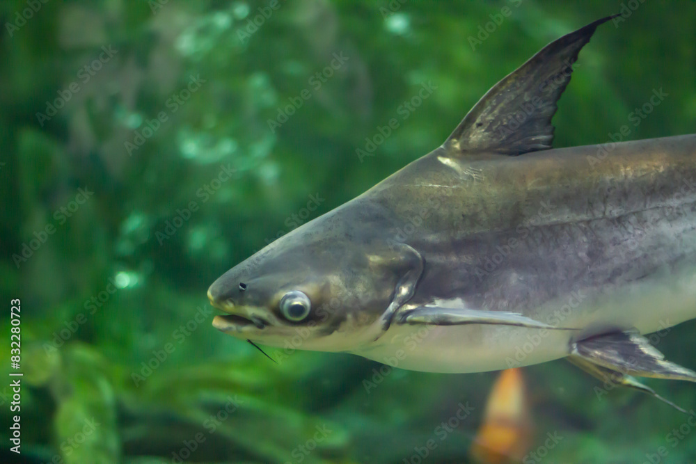 Wall mural Iridescent shark (Pangasianodon hypophthalmus) fish swimming underwater in an aquarium