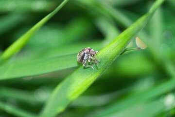 Small insect on a grass strand,