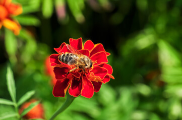 Macro photo of a bee looking for nectar