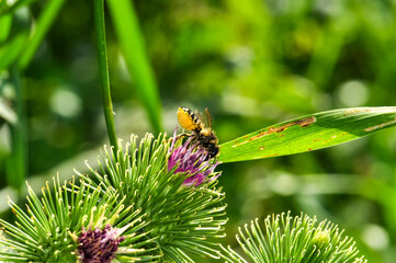 Macro photo of a bee looking for nectar