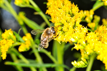 Macro photo of a bee looking for nectar