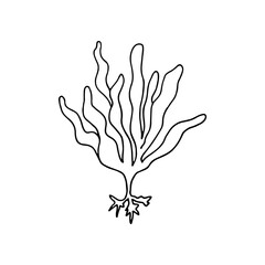Seaweed. Plants living in aquatic environments. Doodle. Vector illustration. Hand drawn. Outline.