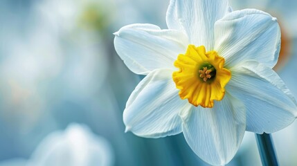 A white daffodil featuring a yellow center in close up © pngking