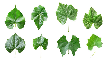 Grape leaves , Set of green leaves 