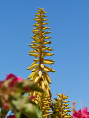 Tall yellow flower against blue sky