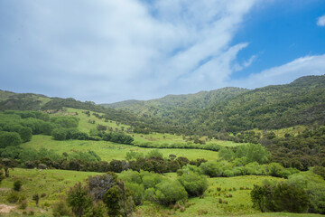 Green fields and bush of typical New Zealand farm.
