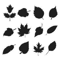 Obraz premium Set leaf vector silhouettes