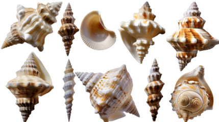 Seashells
