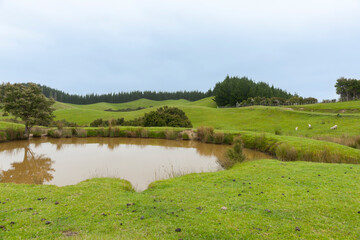Obraz premium Green fields of typical New Zealand farm.