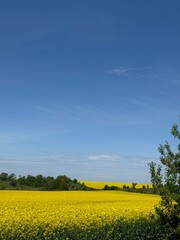 rapeseed field