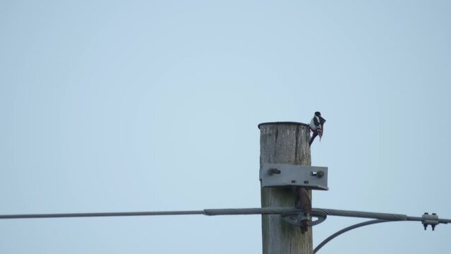 Great spotted woodpecker Drumming on Metal for Echo, Bird communication scene