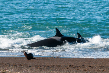 Killer Whale, Orca, hunting a sea lions , Peninsula Valdes, Patagonia Argentina