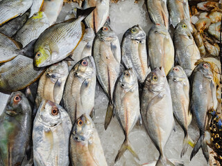 fresh raw fish on ice, sea bass or giant traveli fish