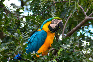 Blue and yellow Macaw