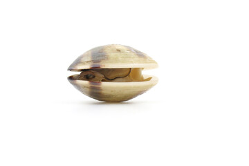 Closed up fresh baby clams, venus shell, shellfish, carpet clams, short necked clams, as raw food from the sea are the seafood ingredients. fresh clams isolated on white background.