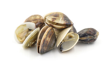Closed up fresh baby clams, venus shell, shellfish, carpet clams, short necked clams, as raw food from the sea are the seafood ingredients. fresh clams isolated on white background.