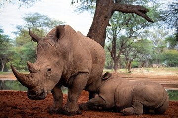 White rhinoceros or square-lipped rhinoceros with her newborn  baby in Etosha National Park, Namibia. © Yuliia Lakeienko