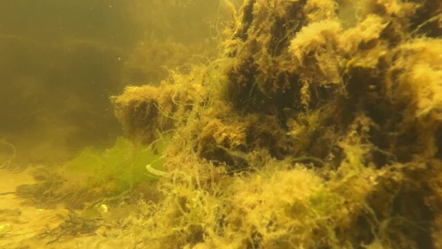 Green algae bloom and ocean acidification, Underwater, Close Up
