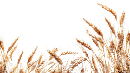 Rice plant border , wheat