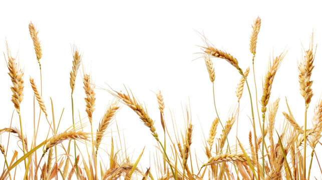 Rice plant border , wheat