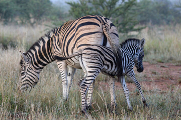 Zebra mare, with foal rubbing against mother. Feeling safe, secure, protected and loved.  On safari, Pilanesberg National Park, Game Reserve, South Africa