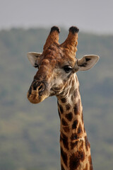 Stunning, isolated, head shot of Giraffe. On safari, Pilanesberg National Park, Game Reserve, South Africa