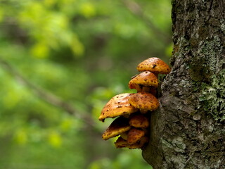 Mushrooms from eastern Hokkaido forest